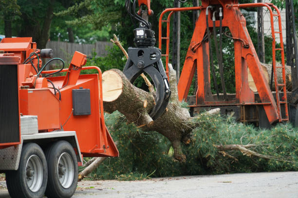 How Our Tree Care Process Works  in  Obetz, OH