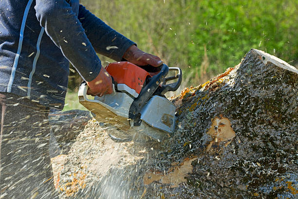 Professional Tree Care  in Obetz, OH